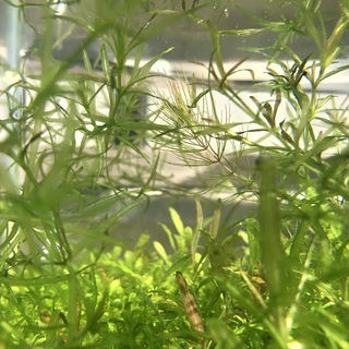 ★水草　ナヤス　イバラモ★ メダカやグッピー水槽にどうぞの画像