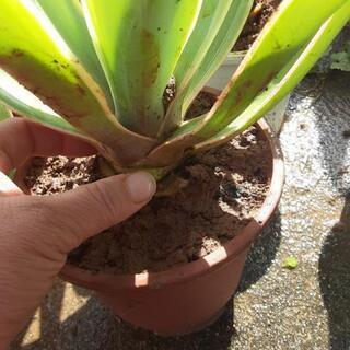 アガベ観葉植物1の画像