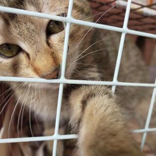 猫好き、アニメマンガ、サッカー好きのお友達募集！