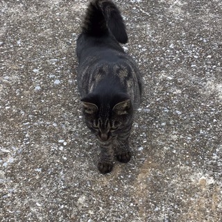 迷い猫を探しておりましたが見つかりましたありがとうございました