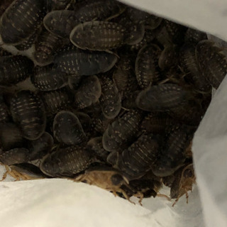 デュビア 餌用ゴキブリ 2〜3cm 100匹くらいの画像