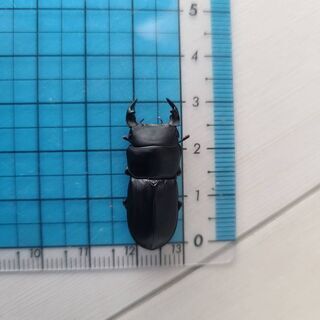 ムシモンオオクワガタ 