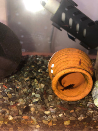 カラーシュリンプセット一式