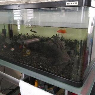 熱帯魚
