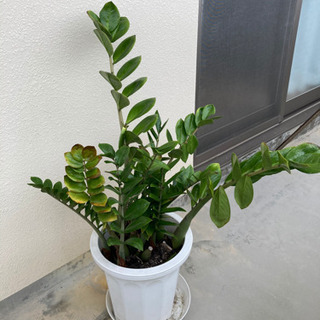観葉植物　ザミオカルカスの画像
