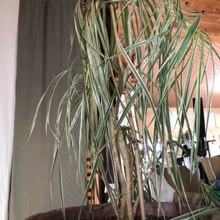 観葉植物 元気ないの画像