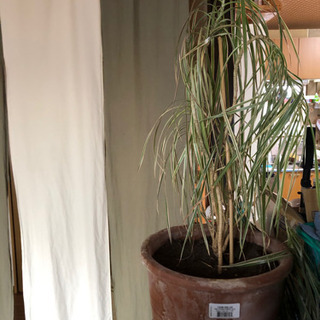 観葉植物 元気ない
