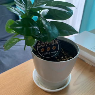 (引き取り相手決まりました)観葉植物あげます