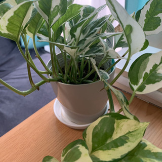 (引き取り相手決まりました)観葉植物あげますの画像