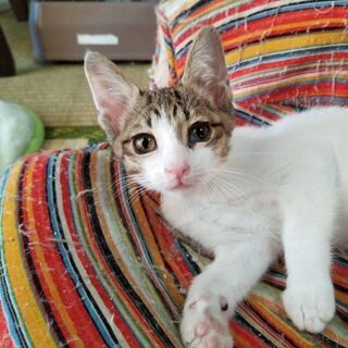 ずっとのお家、里親さん募集😸