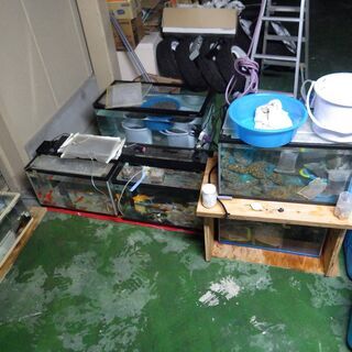 最終値下げ！水槽　金魚　コメット　鯉　引き続き飼っていただける方