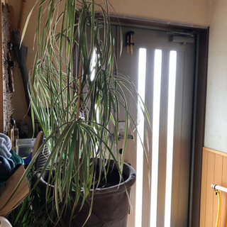 観葉植物 元気ないの画像