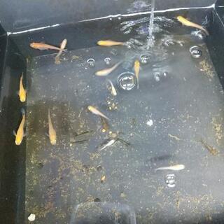 メダカ15匹の画像