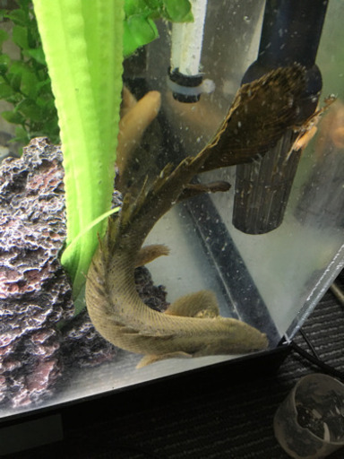 ラプラディー