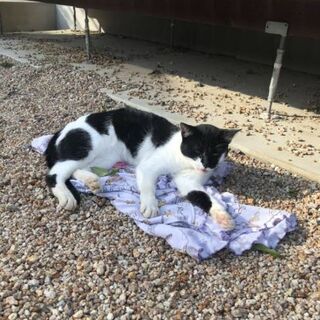 白黒　女の子　推定７歳 - 猫