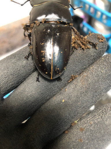 能勢YG オオクワガタ　♂1 ♀2 ペア