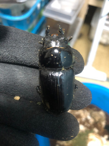 能勢YG オオクワガタ　♂1 ♀2 ペア