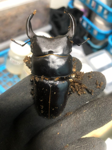 能勢YG オオクワガタ　♂1 ♀2 ペア