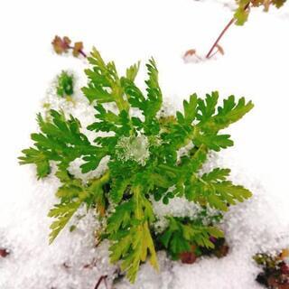 自然農法体験希望メンバー募集🍅 - 橋本市