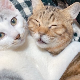 色々な事情の猫ちゃん達
