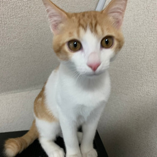 【募集】保護猫カフェ、ボランティアスタッフの募集🎵