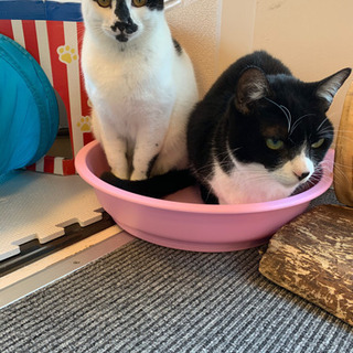 【募集】保護猫カフェ、ボランティアスタッフの募集🎵の画像