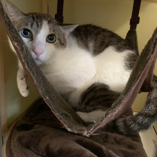 【募集】保護猫カフェ、ボランティアスタッフの募集🎵の画像