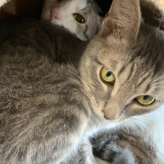 【募集】保護猫カフェ、ボランティアスタッフの募集🎵の画像