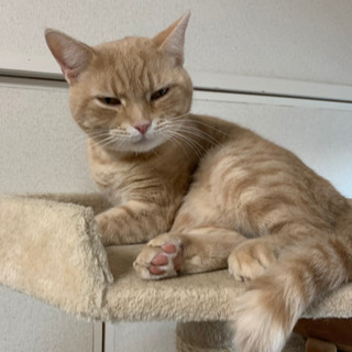 【募集】保護猫カフェ、ボランティアスタッフの募集🎵の画像