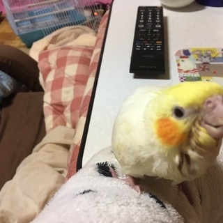 オカメインコ里親様決定しました