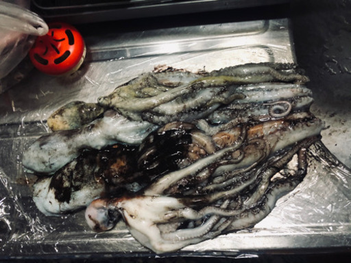 シガヤー&赤シガイ　釣りエサ