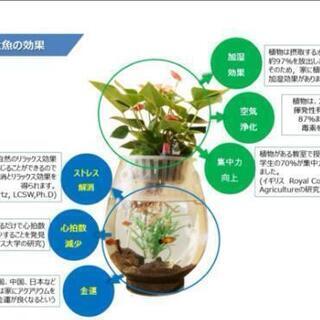 アキュポット(AQUPOT) S　水槽+植木鉢　加湿と空気清浄効...