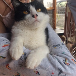 猫も人も仲良くできるフレンドリーな女の子