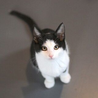 【受付け一時停止します】ゴロゴロ甘えん坊子猫・板橋くん