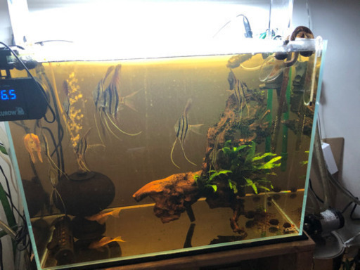 アルタムエンジェル   11匹