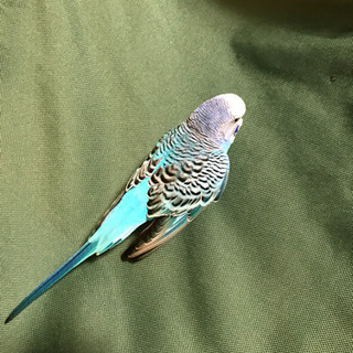 セキセイインコを保護しています − 茨城県
