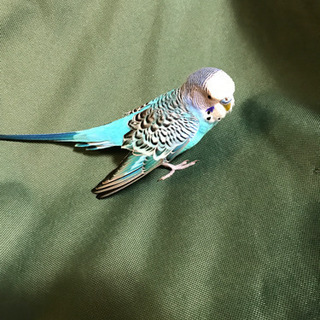 セキセイインコを保護しています - 笠間市