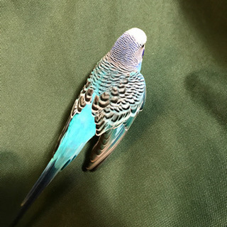 セキセイインコを保護しています - 手伝いたい/助けたい