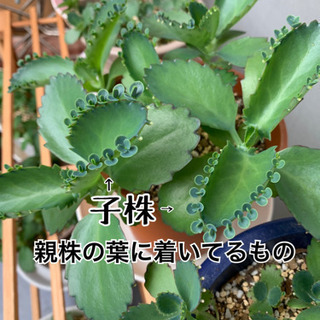 子宝草　子株　30株以上　差し上げます