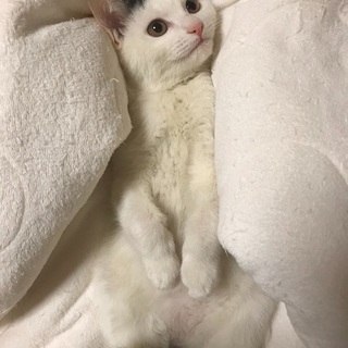 白多めの白黒子猫ちゃん！