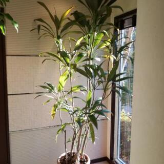 観葉植物(ドラセナ)の画像