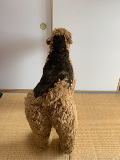 ほぼ実物大　犬のぬいぐるみ