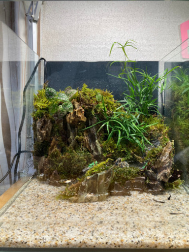 カエル・イモリ・メダカ飼育にオススメ！コケリウム・テラリウム完成品小川を表現