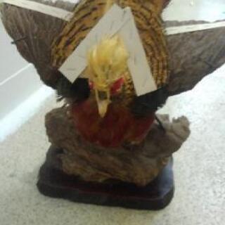 鳥の剥製　雉　の画像