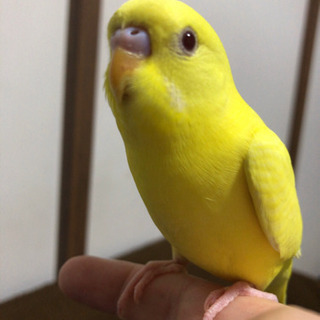 【迷子】セキセイインコ探してます