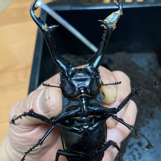お取引き先様決定【新年価格】ギラファノコギリクワガタ　即ブリペア