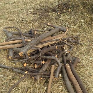 伐採した木や笹