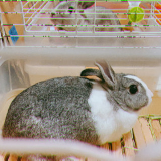 うさぎ