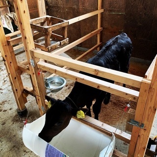 酪農業(ホルスタイン)の画像