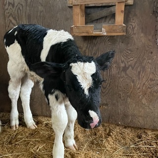 酪農業(ホルスタイン)の画像